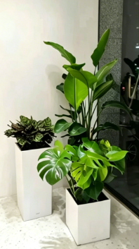 江北绿色植物租用服务-慈溪绿植租赁价格-江北花卉租摆合同-鄞州绿植租摆服务费